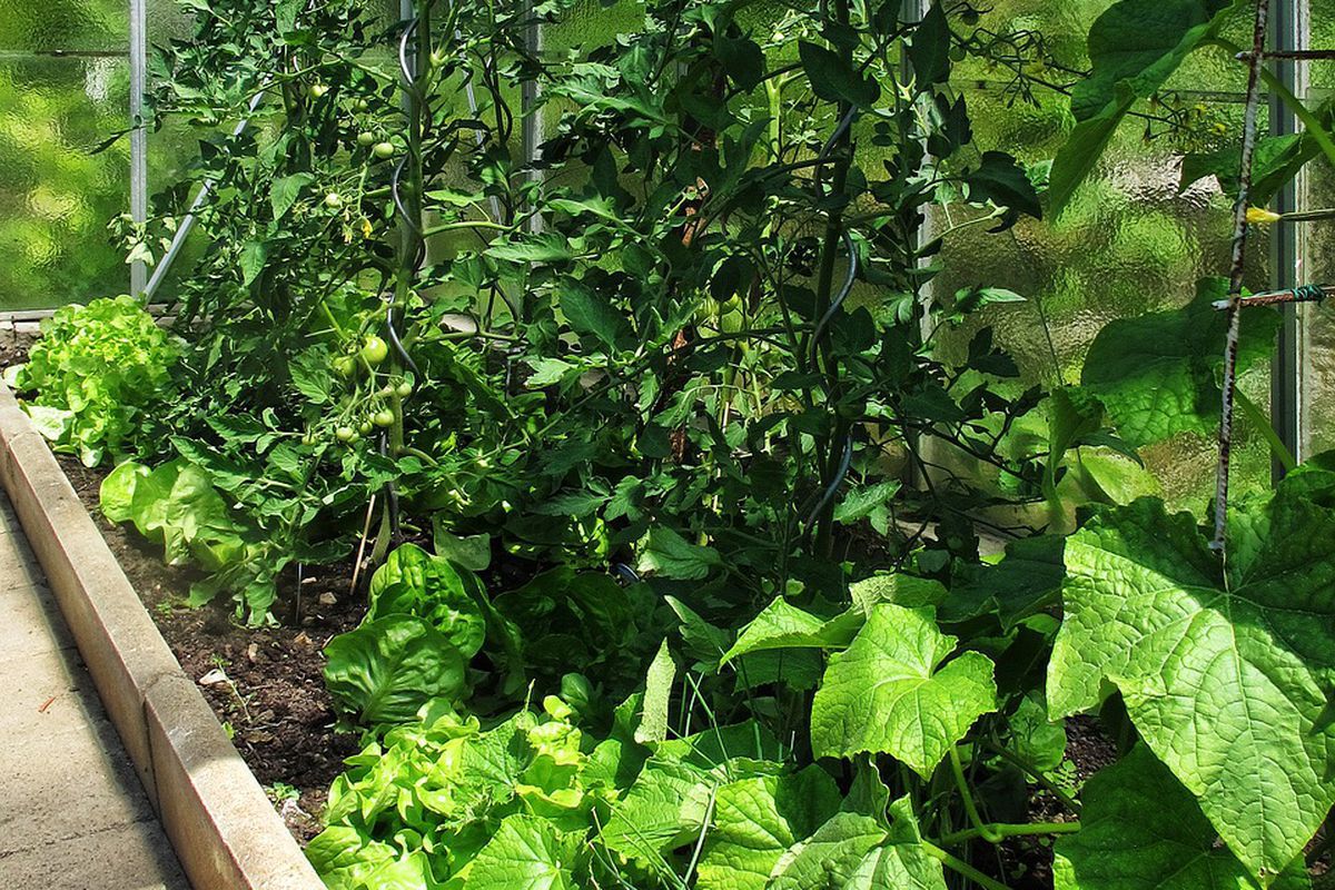 Навіщо садити огірки серед помідорів: причини та як це робити. Даватимуть плоди до заморозків.