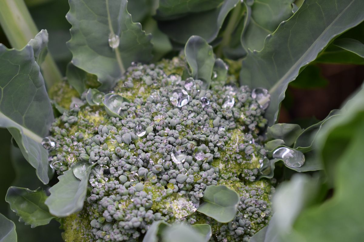 Корисні поради щодо вирощування броколі. Броколі варто вирощувати на своїй ділянці.