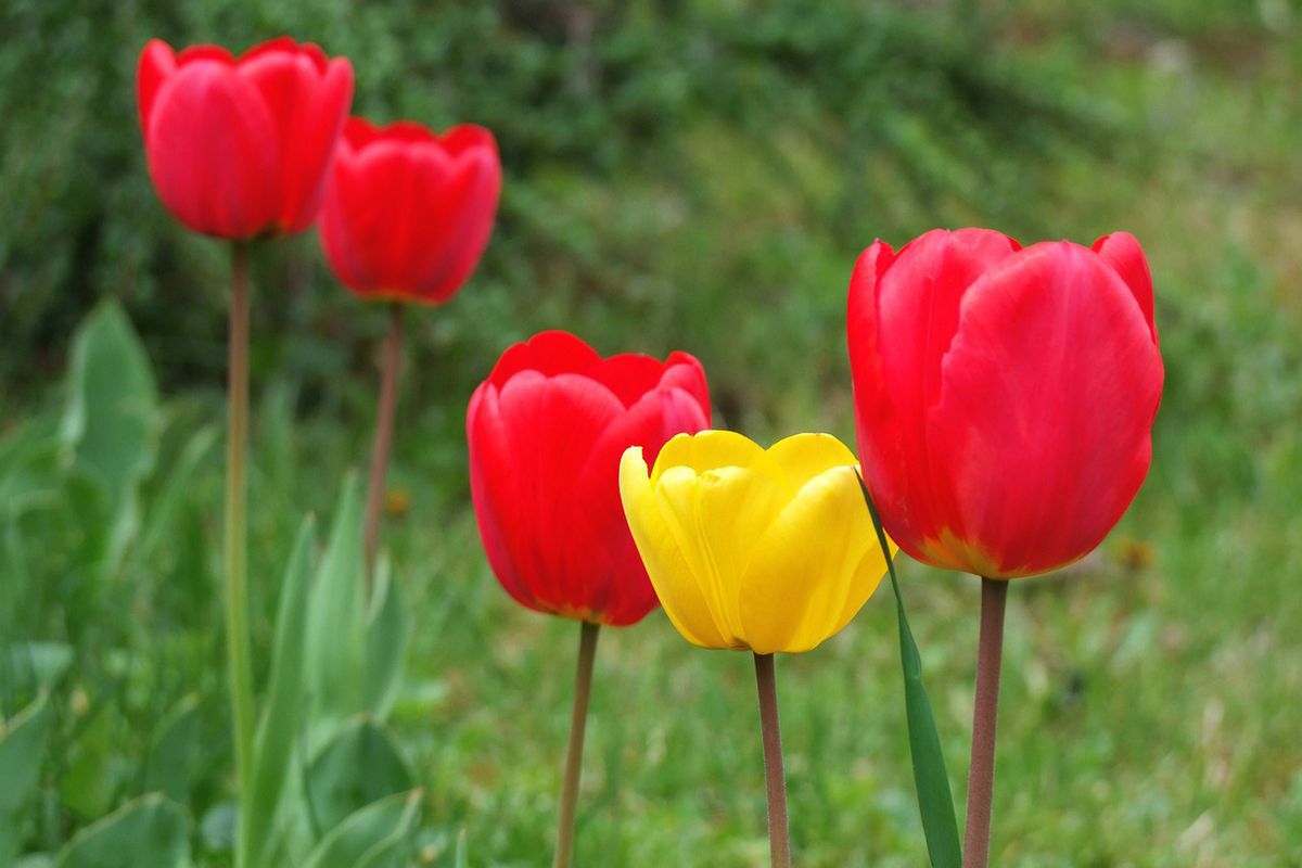 Причини, чому тюльпани дрібнішають: що робити. Як зберегти сортові якості якомога довше.