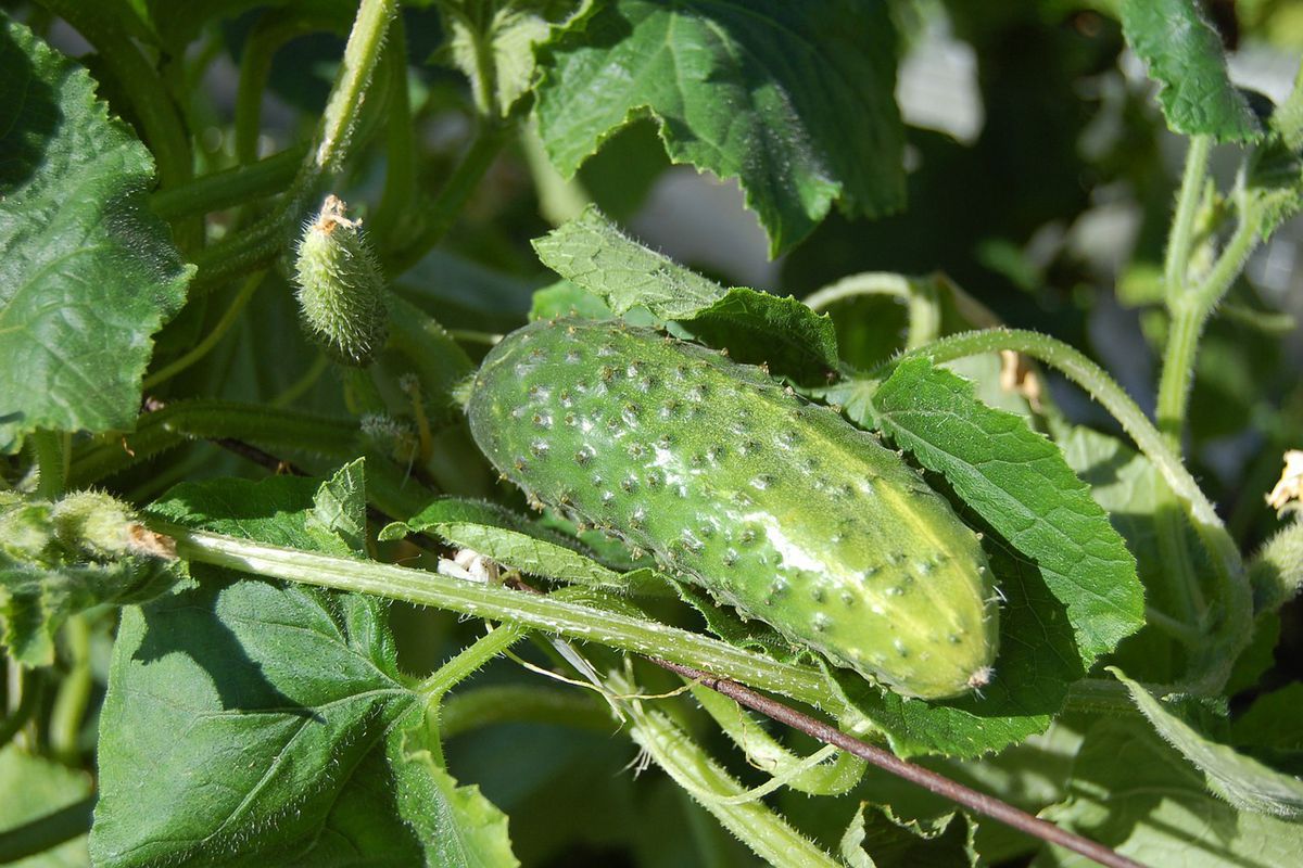 Як поливати огірки в теплиці для хорошого врожаю. Особливі способи допоможуть домогтися приголомшливих результатів.