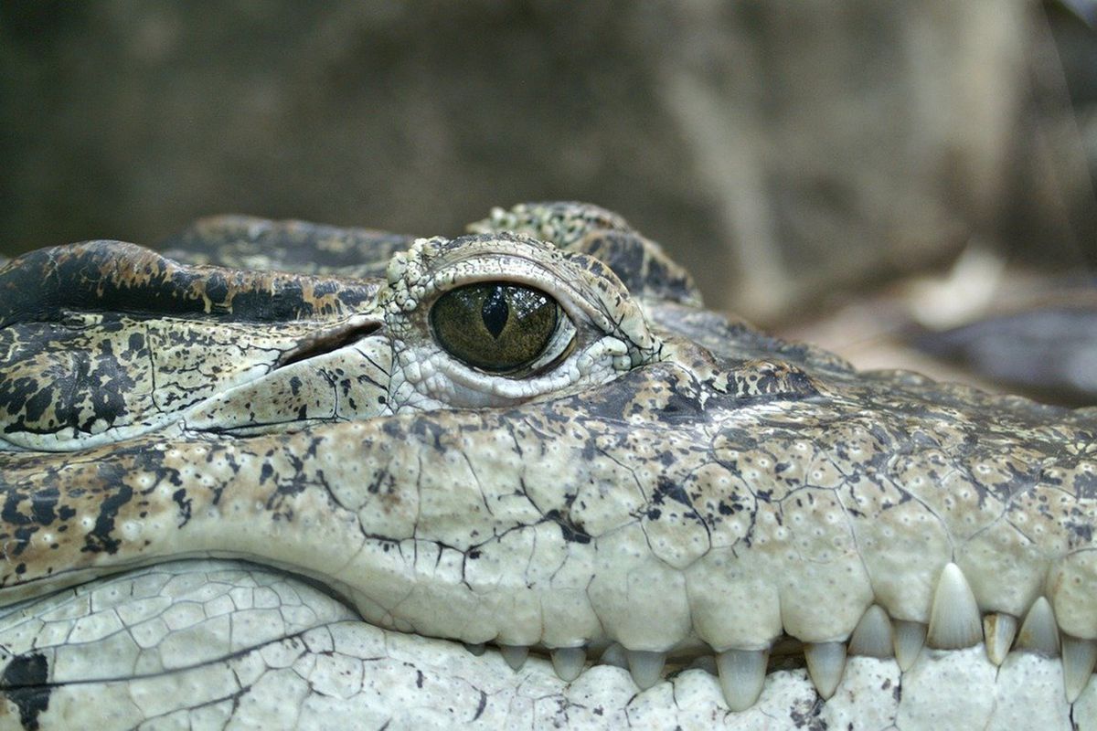 В Австралії вчені знайшли череп вимерлого крокодила віком 8 млн років. На думку палеонтологів, череп крокодила належав невідомому раніше виду.