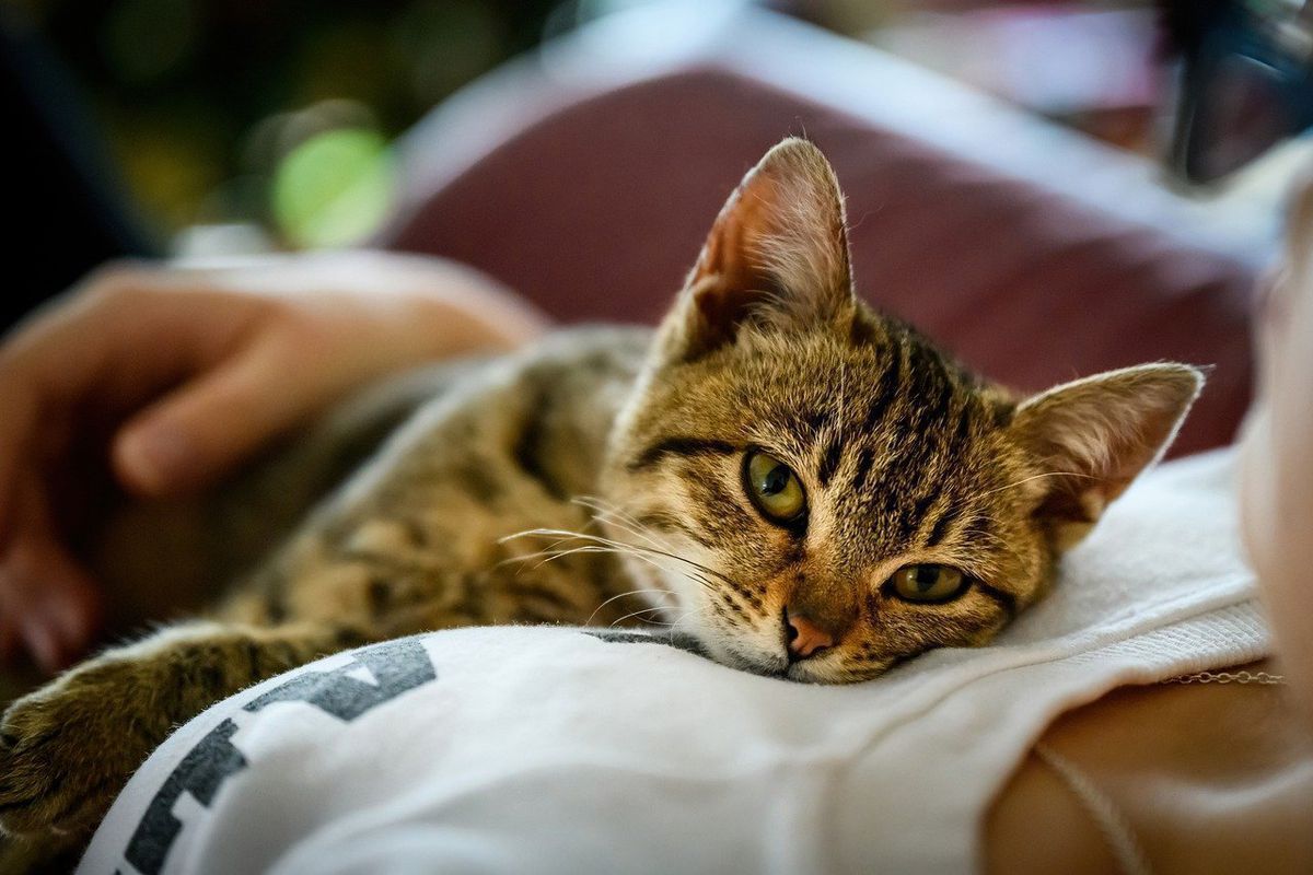 Ці кілька лікувальних здібностей мають лише коти. Кішки можуть лікувати різні людські хвороби.