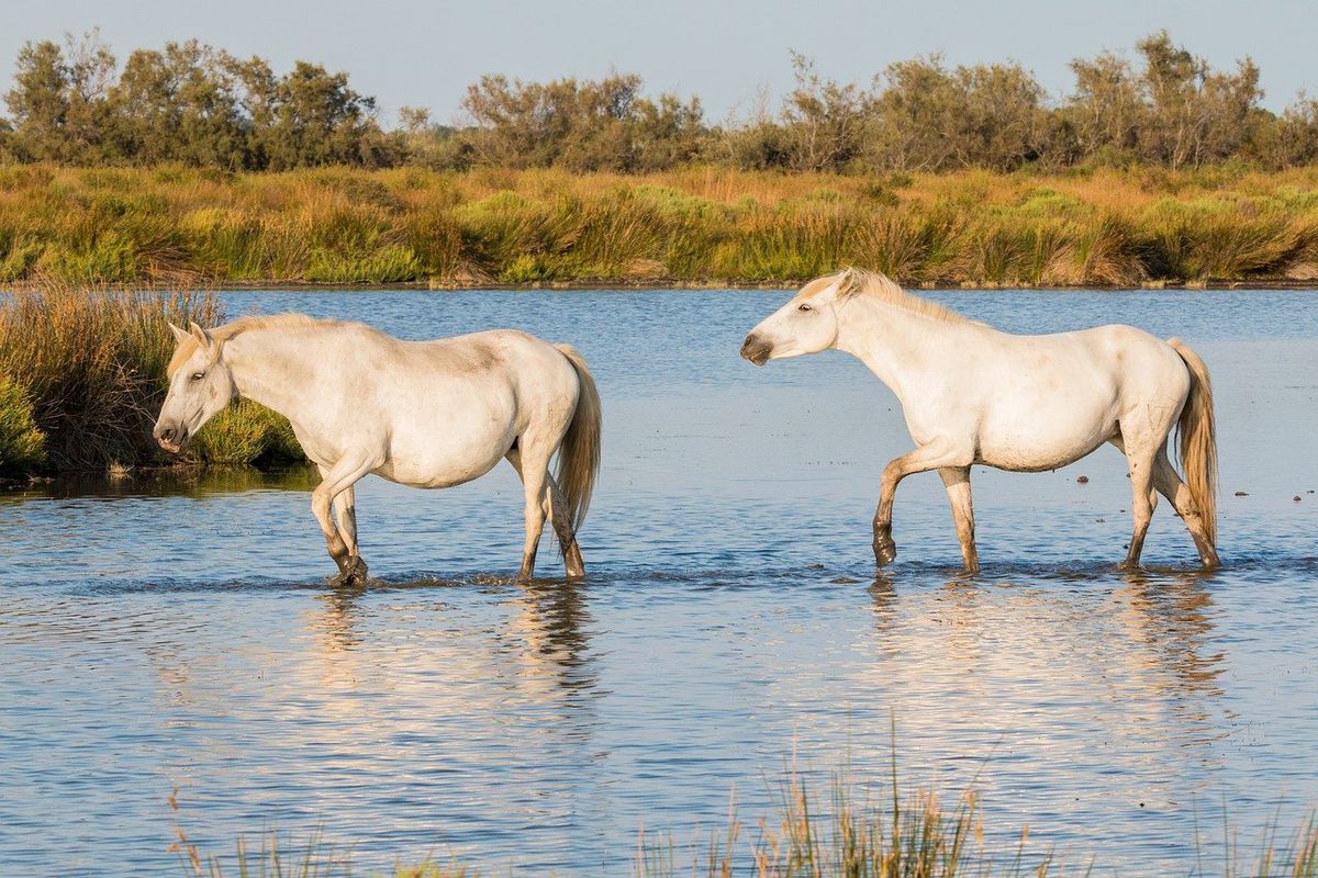 20 травня — Купальниця: обряди, традиції та прикмети свята. В цей день по річці ганяли коней і обливали їх водою — вірили, що це принесе тваринам міцне здоров'я.
