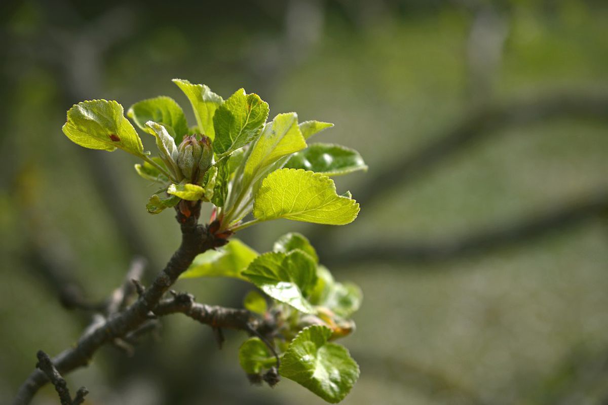 Через ці причини ваша яблуня може не квітнути. Для відсутності квітнення у яблуні є кілька причин.