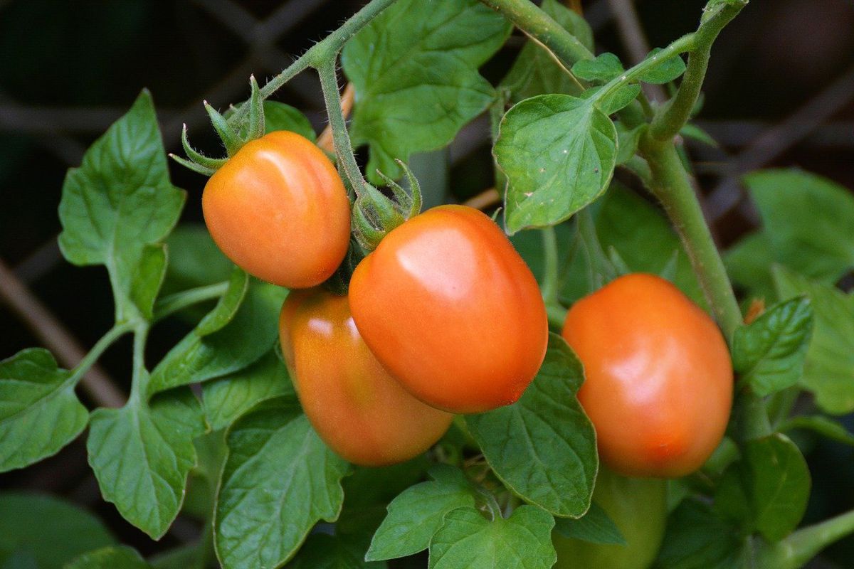 Як виростити багато томатів в "окопі": що потрібно. Ледачий спосіб вирощування помідорів.