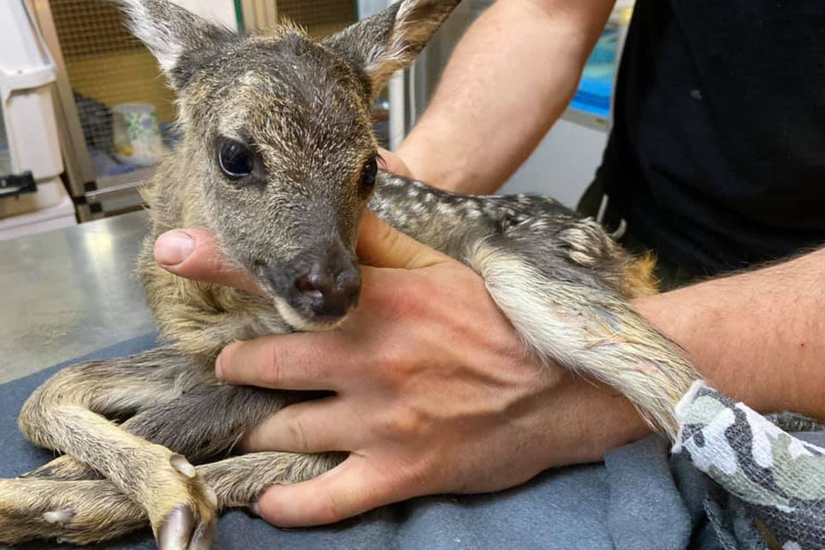 Хоробрий поліцейський врятував малюка вагітної оленихи, яку збила машина. Він привіз дитинча в центр порятунку диких тварин.