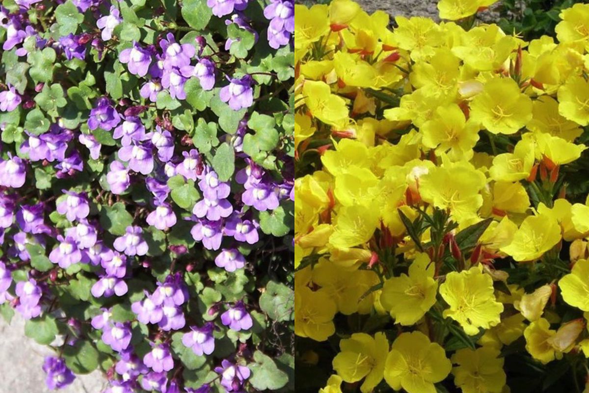 7 квітів, які витіснять бур'яни з ділянки. Бур'яни — одна з головних болів садівників і городників.