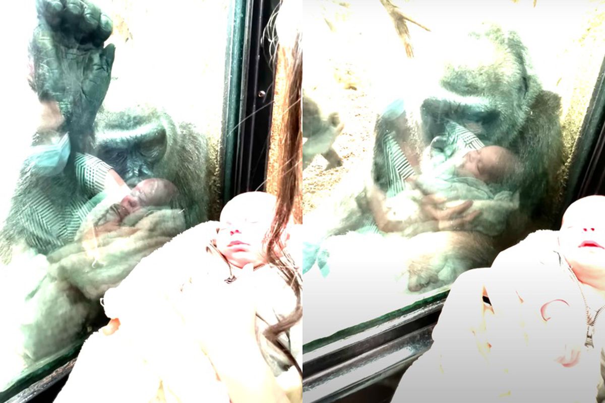 Відвідувачка зоопарку показала свою новонароджену дитину матері-горилі, яка, своєю чергою, була сильно зачарована людським потомством. У Бостонському зоопарку горила була рада поспостерігати на людське немовля.