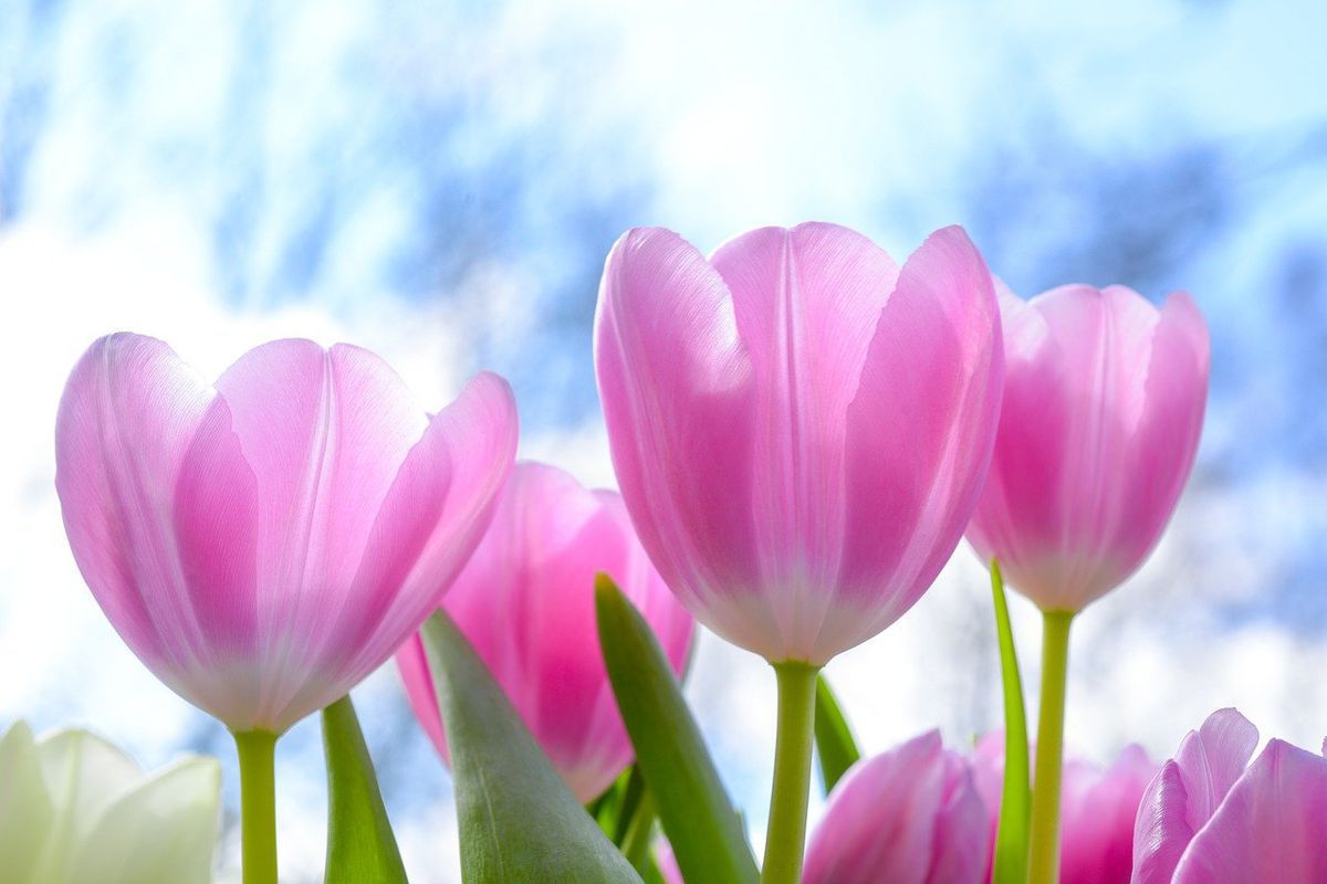 Догляд за тюльпанами: як правильно обрізати квіти. Що не можна робити під час обрізки тюльпанів після цвітіння.