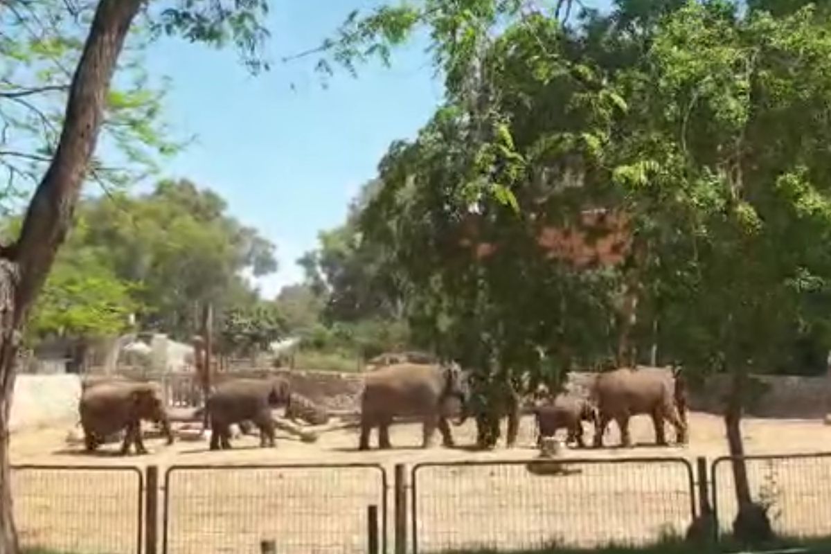 Стадо слонів в ізраїльському зоопарку створило живий щит, намагаючись захистити дитинча від ракет Хамасу. Дивовижне відео.
