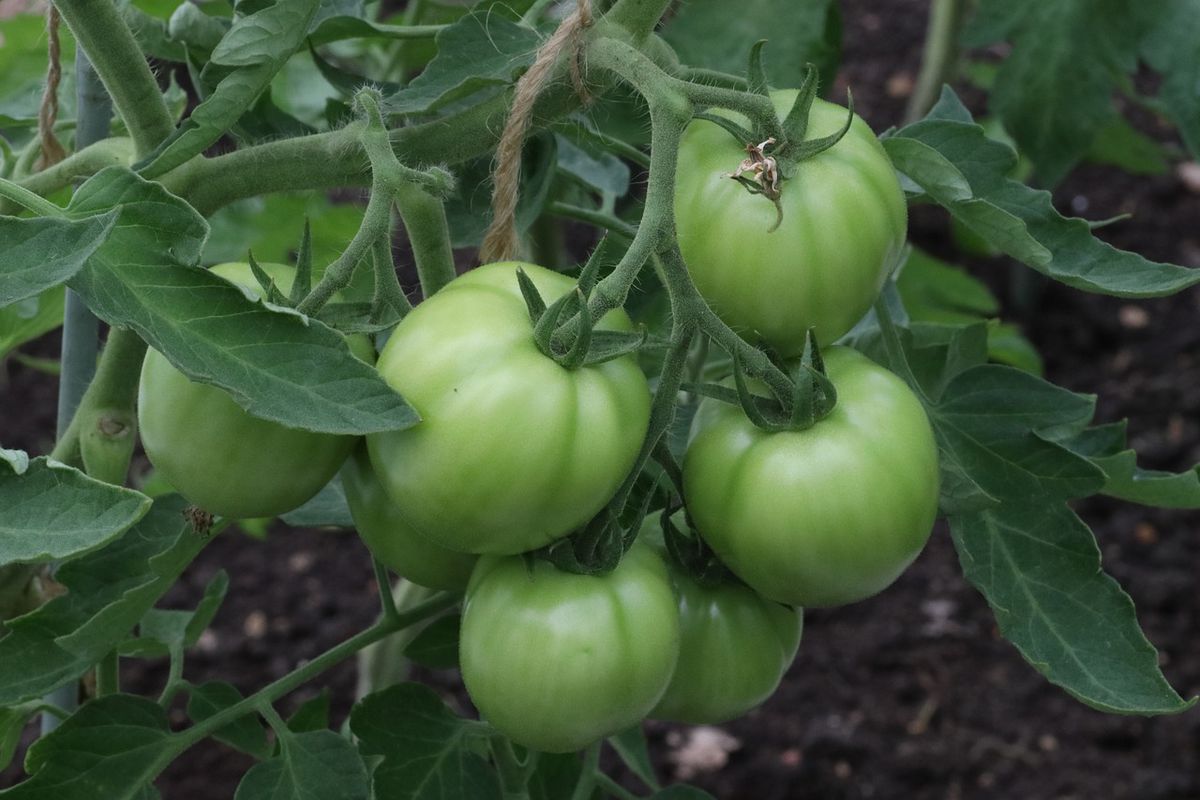 Чим окропити квітучі томати, щоб отримати багато плодів. Допоможуть маловідомі і добре знайомі засоби.