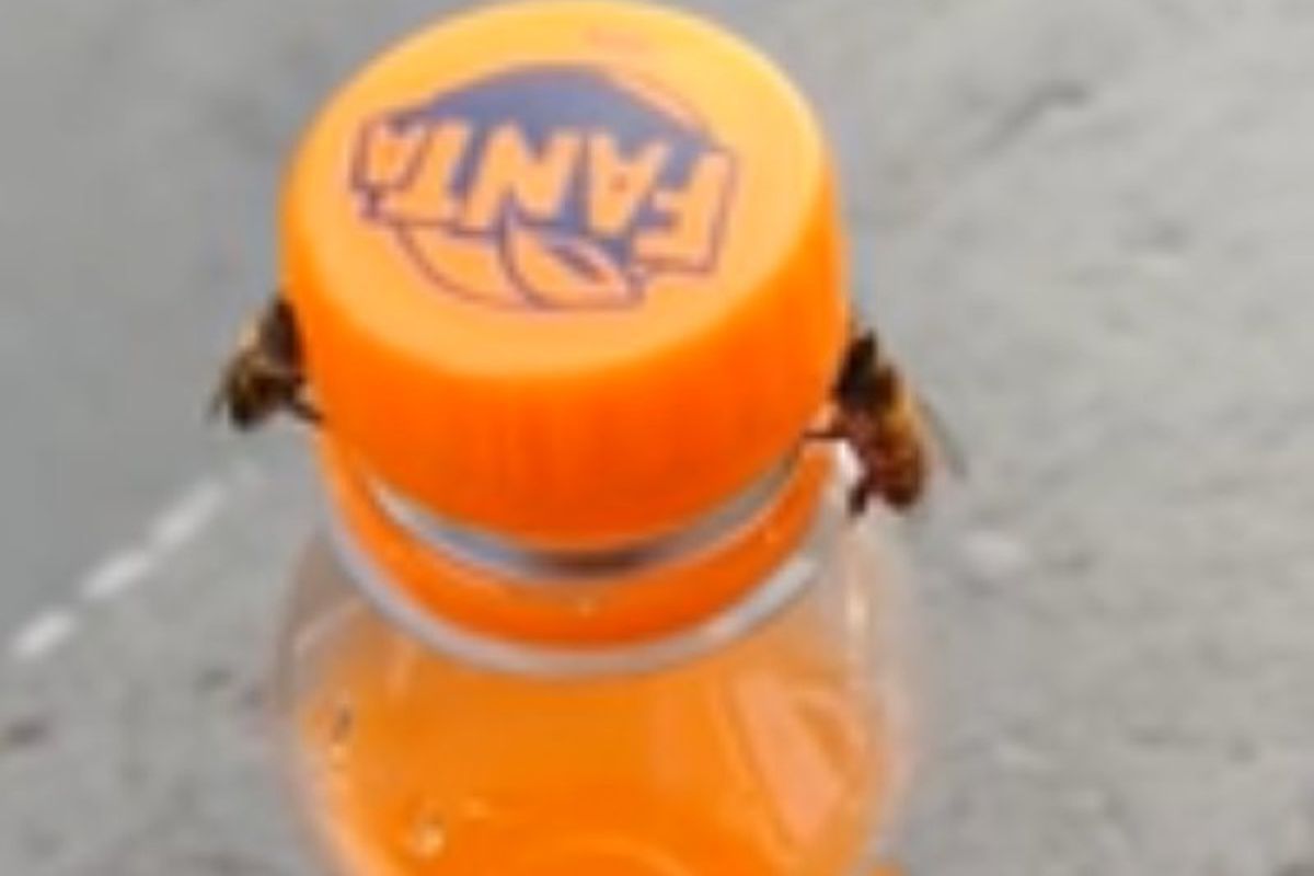 Чоловік зняв на відео, як дві бджоли разом відкрутили кришку від пляшки з газованою водою. Наскільки розумні ці комахи.