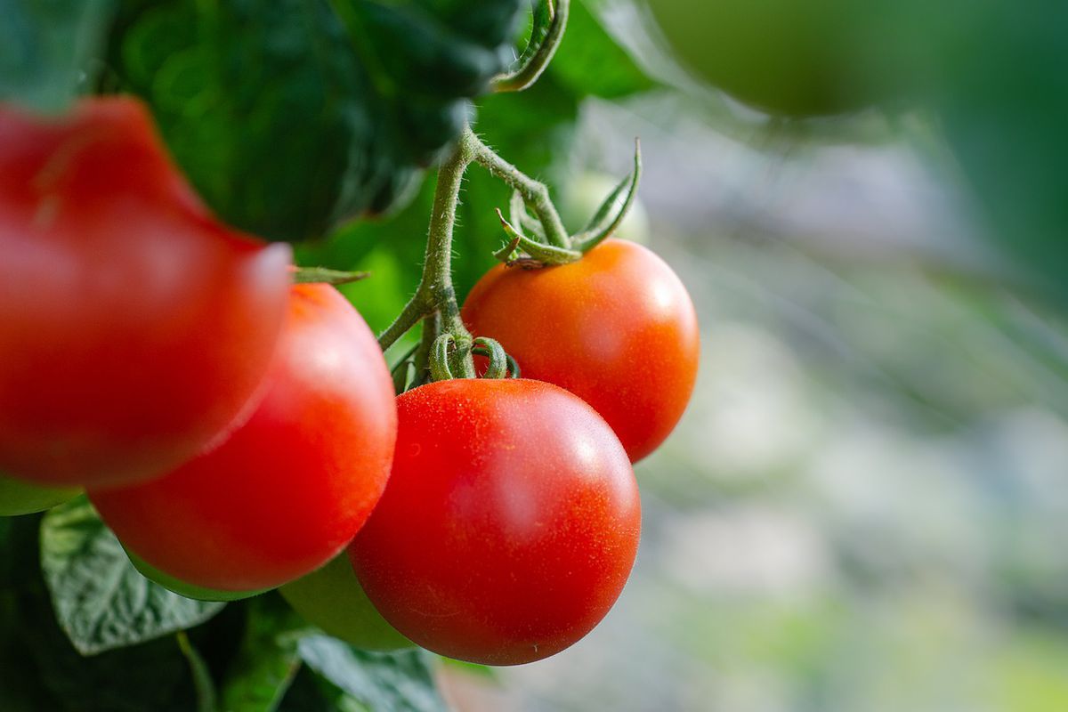 Коли підгодовувати помідори бором: хитрощі садівників. Якщо пропустити період цвітіння, то ефект буде значно менший.
