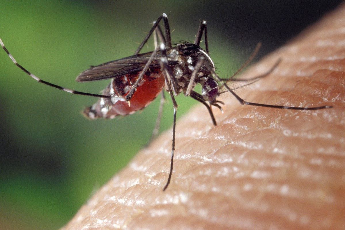 Біологи розповіли цікаві факти про укуси комарів. Комарі заподіюють масу незручностей.