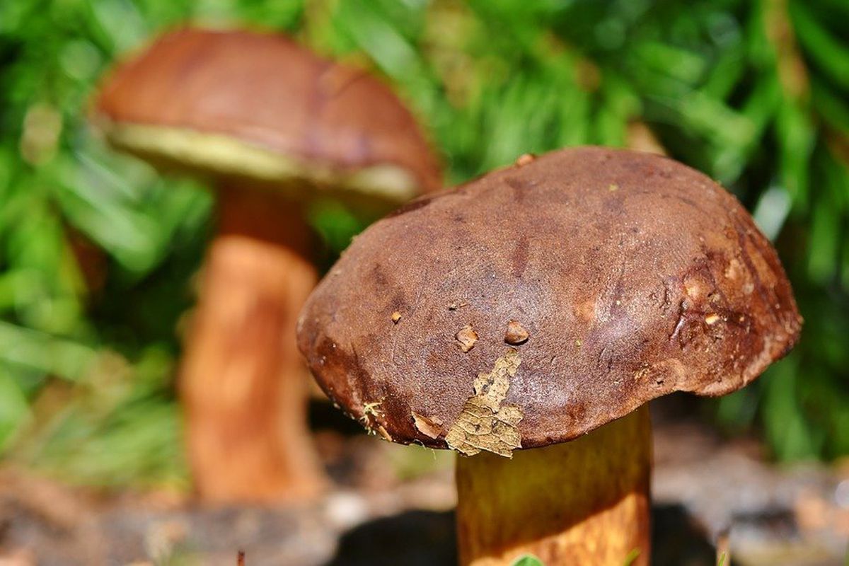 Експерти визначили з яких видів грибів не можна варити супи і бульйони. Які види грибів непридатні для приготування супів.