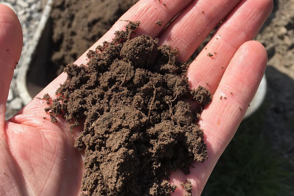 Як поліпшити глинистий ґрунт: що знадобиться, які розпушувачі підійдуть. Домогтися багатого врожаю допоможуть хороші розпушувачі.