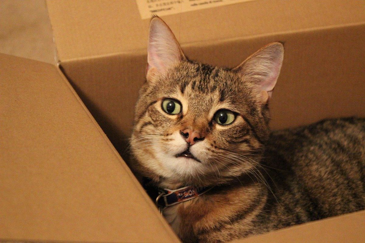 Кішка забралася у коробку, але не розрахувала свої сили і потрапила в халепу. Любов вихованки до коробок обернулася несподіваною проблемою.