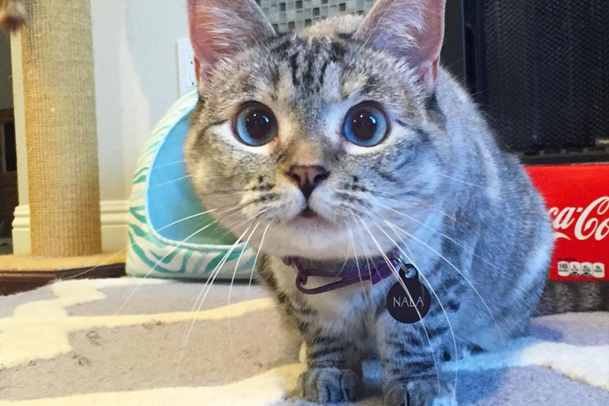 Кішка, що живе у США, стала світовою рекордсменкою за кількістю підписників у соціальній мережі. Завдяки своїй красі і кількості підписників у соціальній мережі кішка потрапила до Книги рекордів Гіннесса.