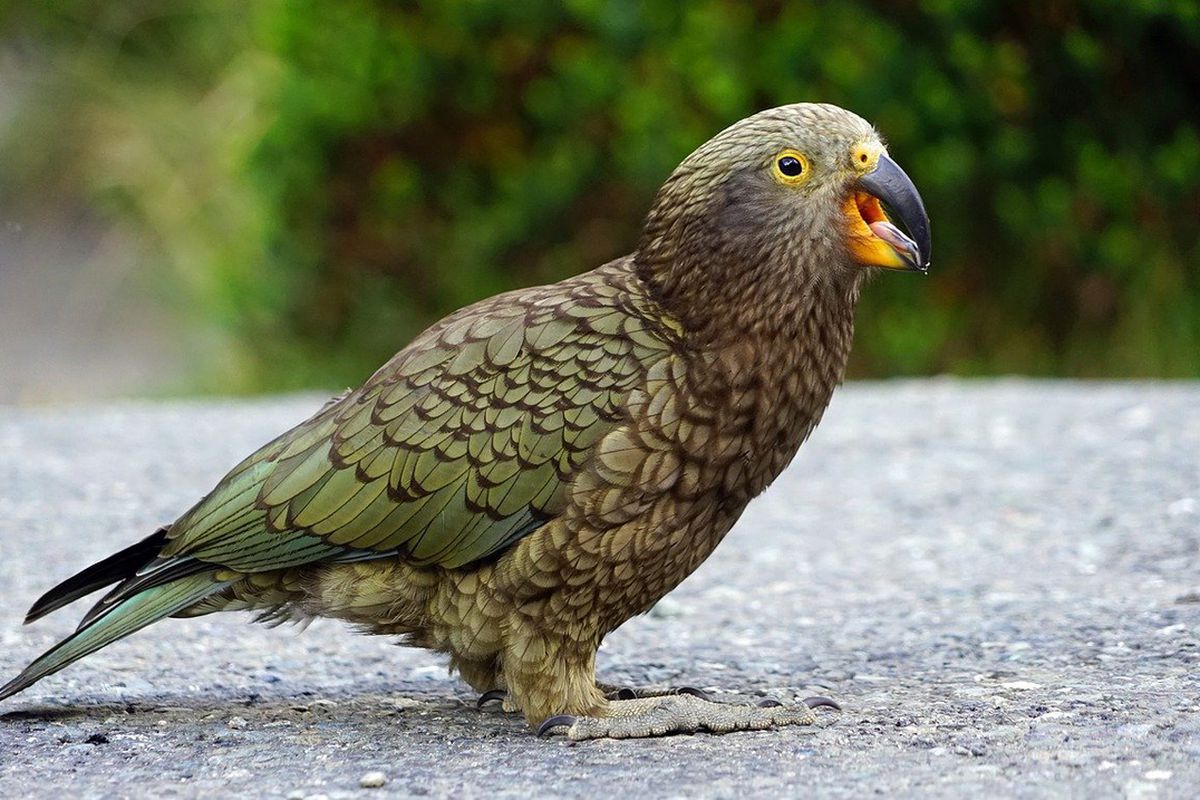 Вчені з'ясували, що новозеландські папуги кеа пішли в гори через бажання жити подалі від людей. Кеа — єдиний в світі високогірний папуга.