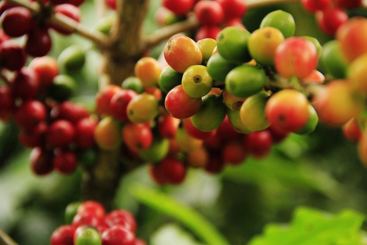 Вчені оживили 70-річний грибок — вбивцю кавових дерев. Мета — з'ясувати, як розвивалася хвороба в минулому.