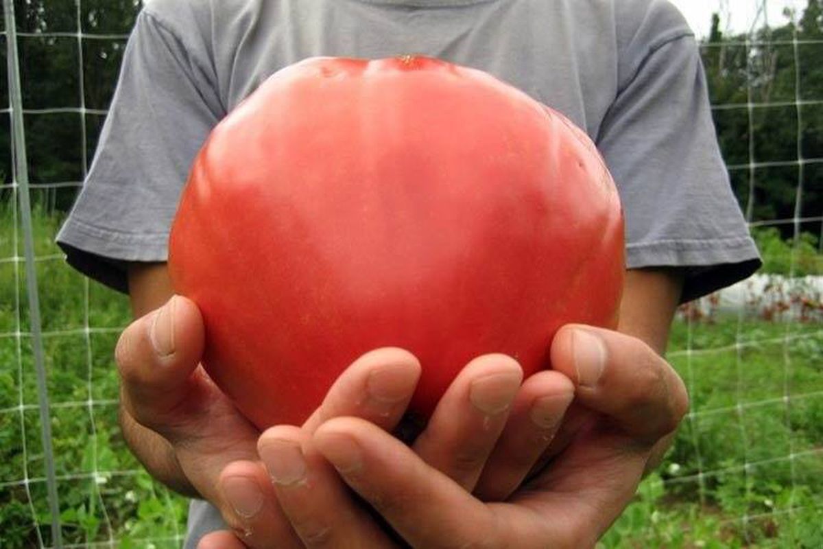 Як виростити помідори "Бичаче серце". Томати цього сорту відрізняються високою врожайністю.