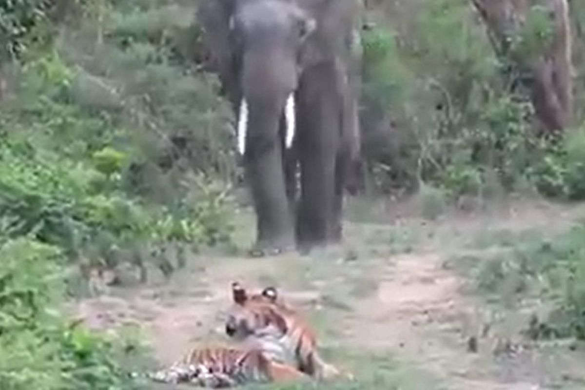 Тигр, який злякався слона, потішив користувачів Мережі. Велетень навіть не звернув уваги на перешкоду на своєму шляху.