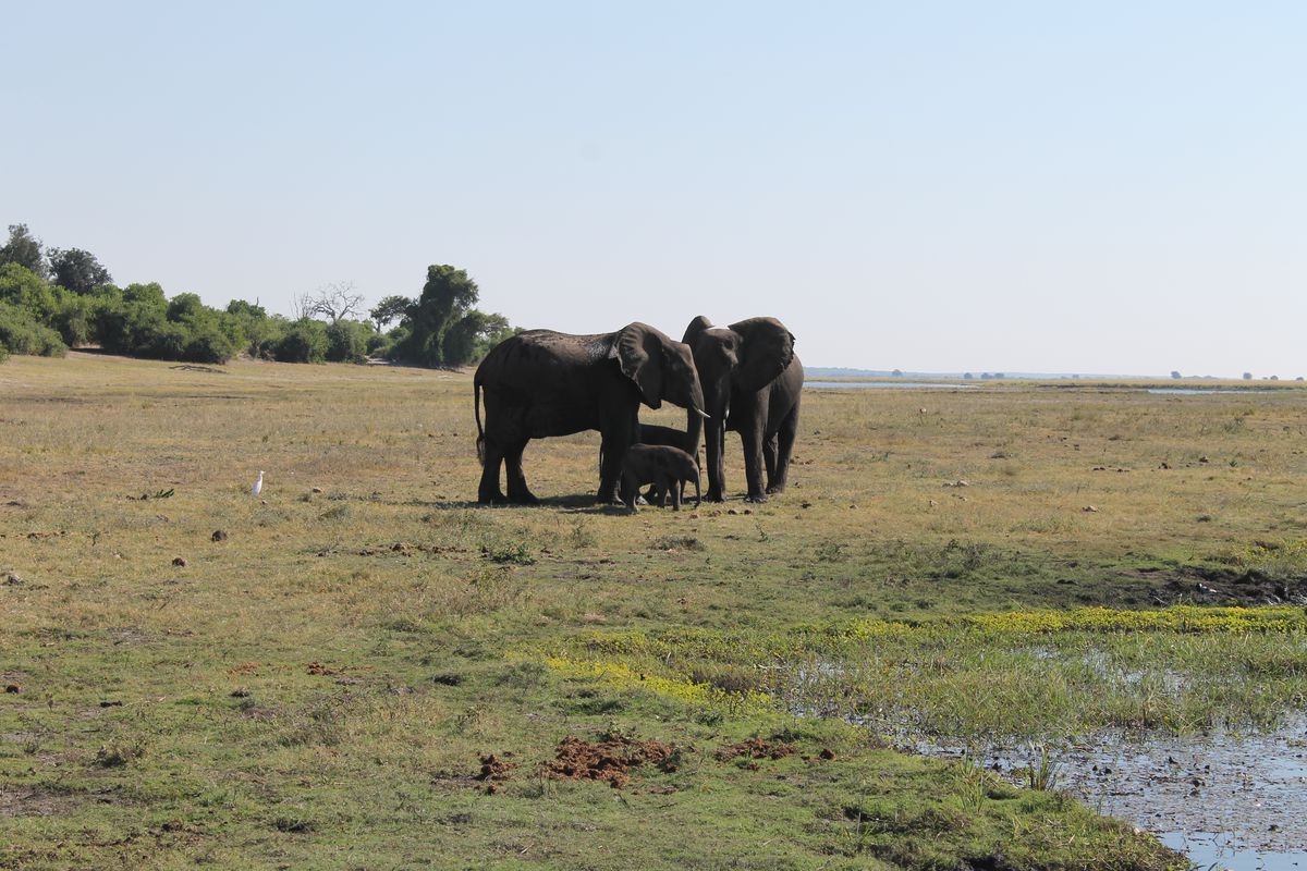 Слони втекли із заповідника, але тільки подивіться що вони зробили потім. Вони подолали 500 кілометрів.