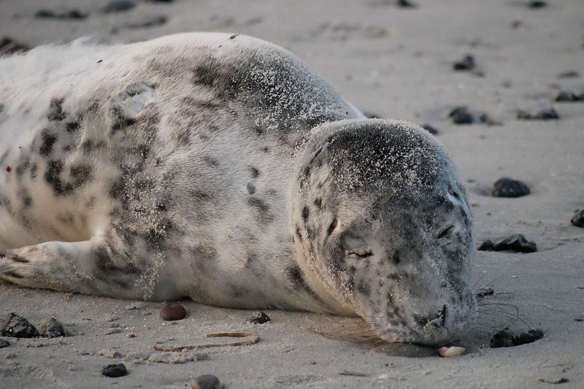 Фотограф із Нової Зеландії опублікував в TikTok відео з тюленем, що хропе. Публікація стала вірусною.
