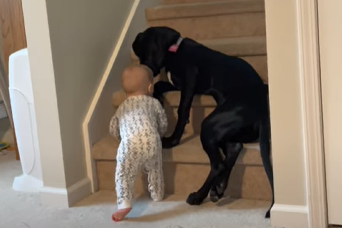 Мережу розчулив малюк і його турботлива няня — 5-місячна собака на прізвисько Ліза. Турботливий німецький дог не дозволяє немовляті забратися на сходи.