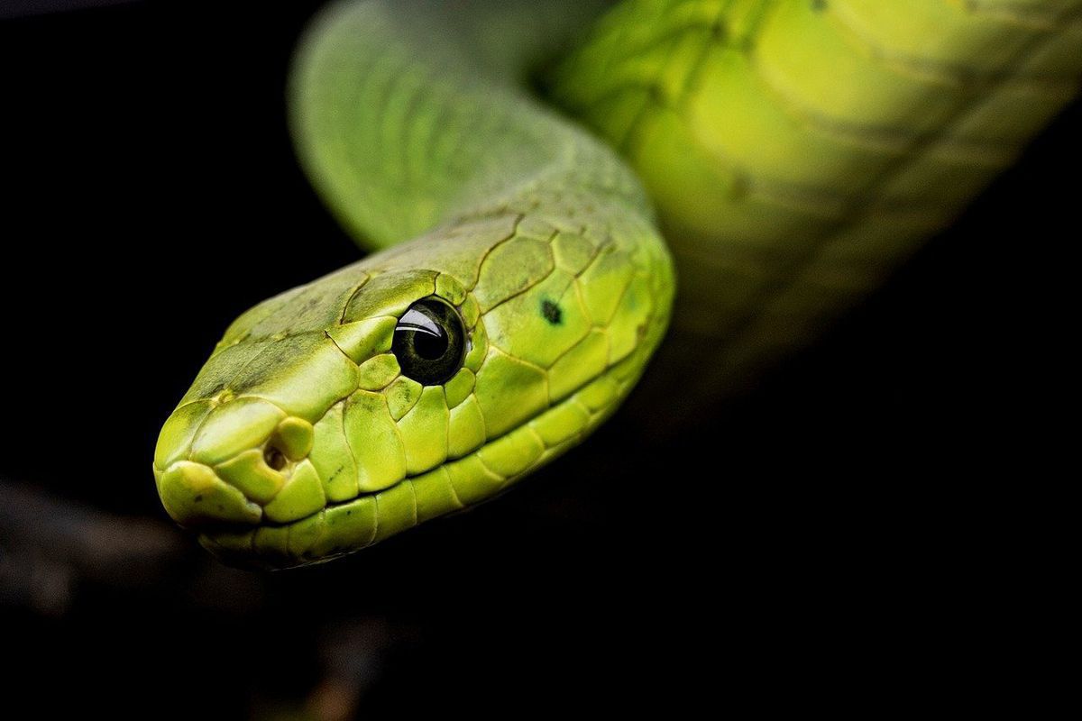 До чого образити змію та інші прикмети пов'язані з плазунами. Повір'я про змій.