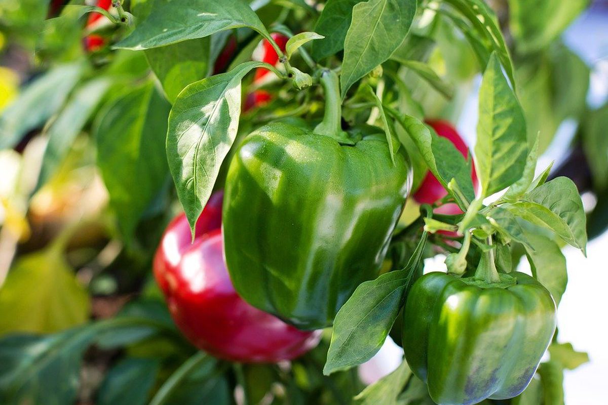 Як вирощувати болгарський перець: лайфхаки. Хрусткий овоч — бажаний гість на кожному столі.