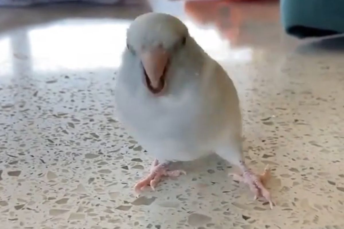 Папужка своїми кумедними рухами підніме настрій будь-кому. Цей маленький птах творить своєю головою щось неймовірне.