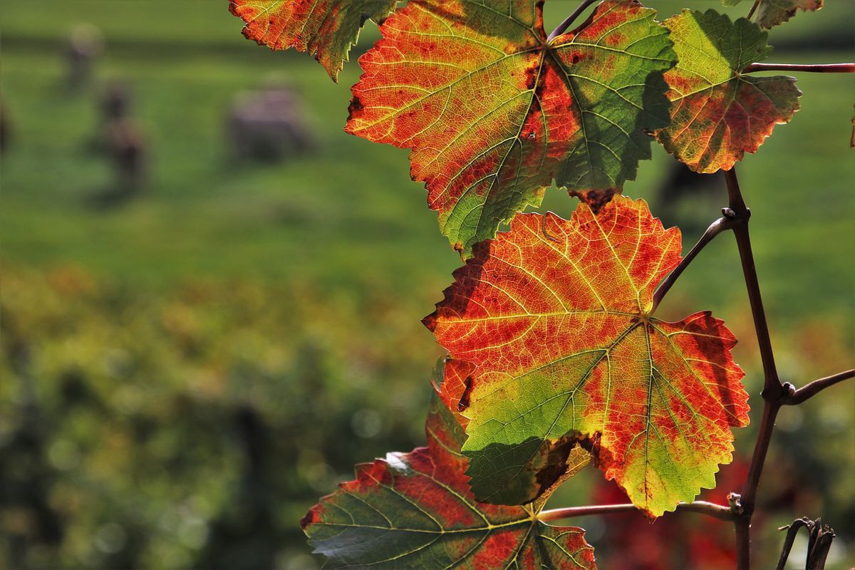 Чому листя винограду стає червоним і як вирішити цю проблему. Проблему почервоніння листя винограду можна досить легко вирішити.