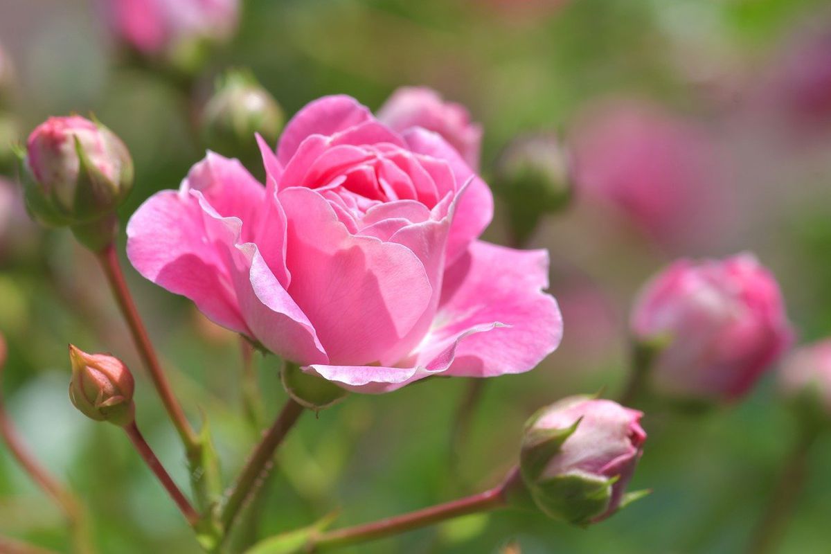 Ці 5 справ треба зробити, поки троянди не почали квітнути. До початку квітнення троянд необхідно провести кілька процедур.