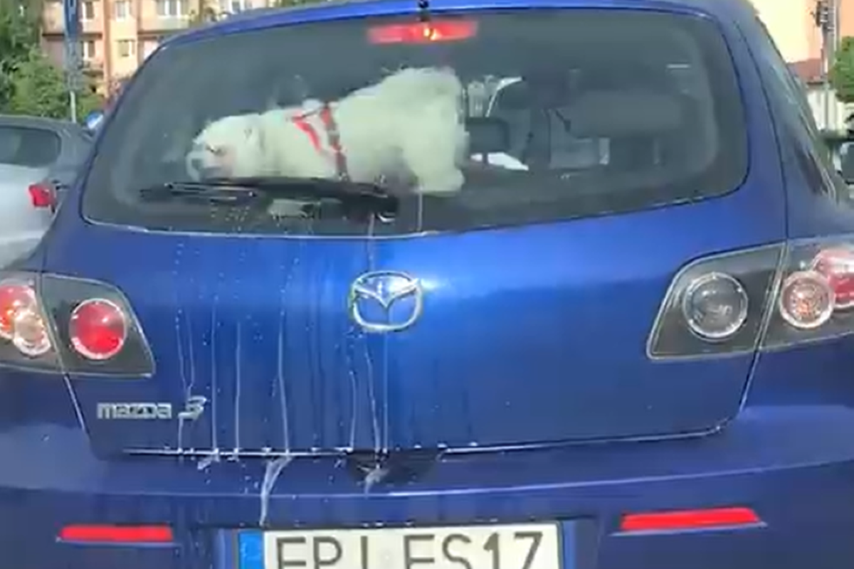 Пес спробував напасти на автомобільні двірники, проте його чекало жорстоке розчарування. Смішна і провальна битва собачки з двірниками потрапила на відео.