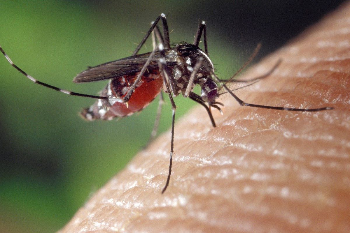 Як швидко усунуть свербіж після укусу комара в домашніх умовах. 4 ефективні засоби.