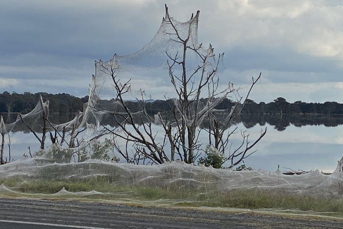 Павуки в Австралії сплели гігантські кілометрові сітки після повені. Приголомшливі фотографії величезної павутини стали вірусними в Інтернеті.