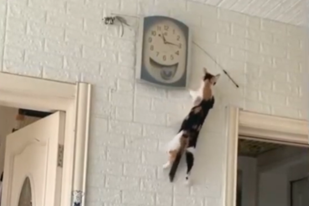 Мережу повеселив котик, який майстерно заліз на стіну, щоб полагодити годинник. Прощайте шпалери!