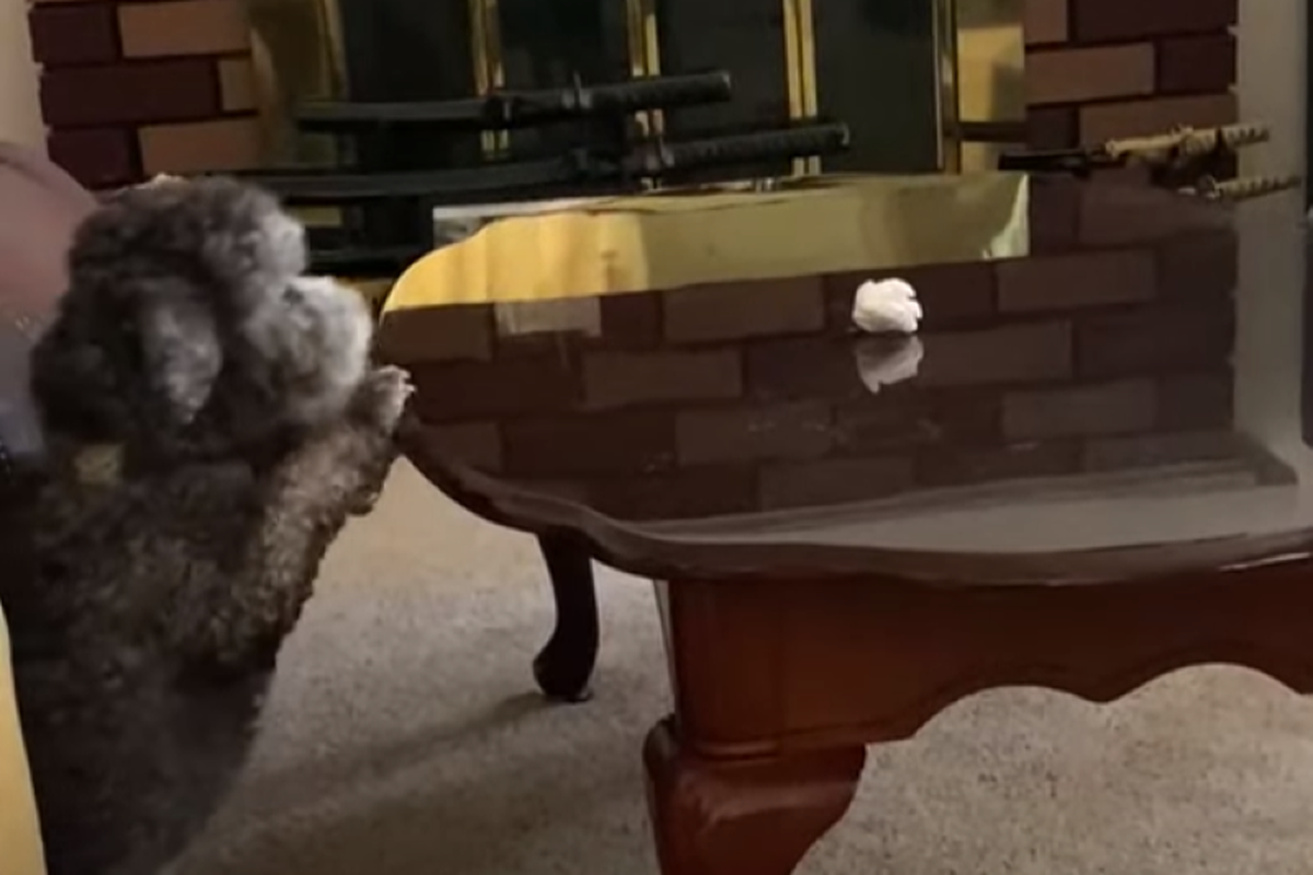 Кумедне відео про песика, який полюбляє жувати паперові кульки. Кулька з паперу на столику стала для собачки бажаним трофеєм.