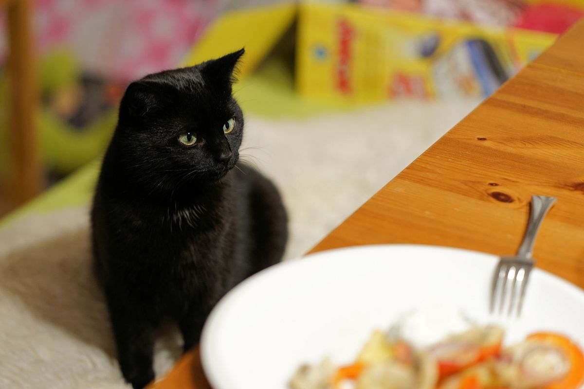 Чим можна пригостити кішку зі свого столу. Кішку можна годувати не усіма людськими продуктами.