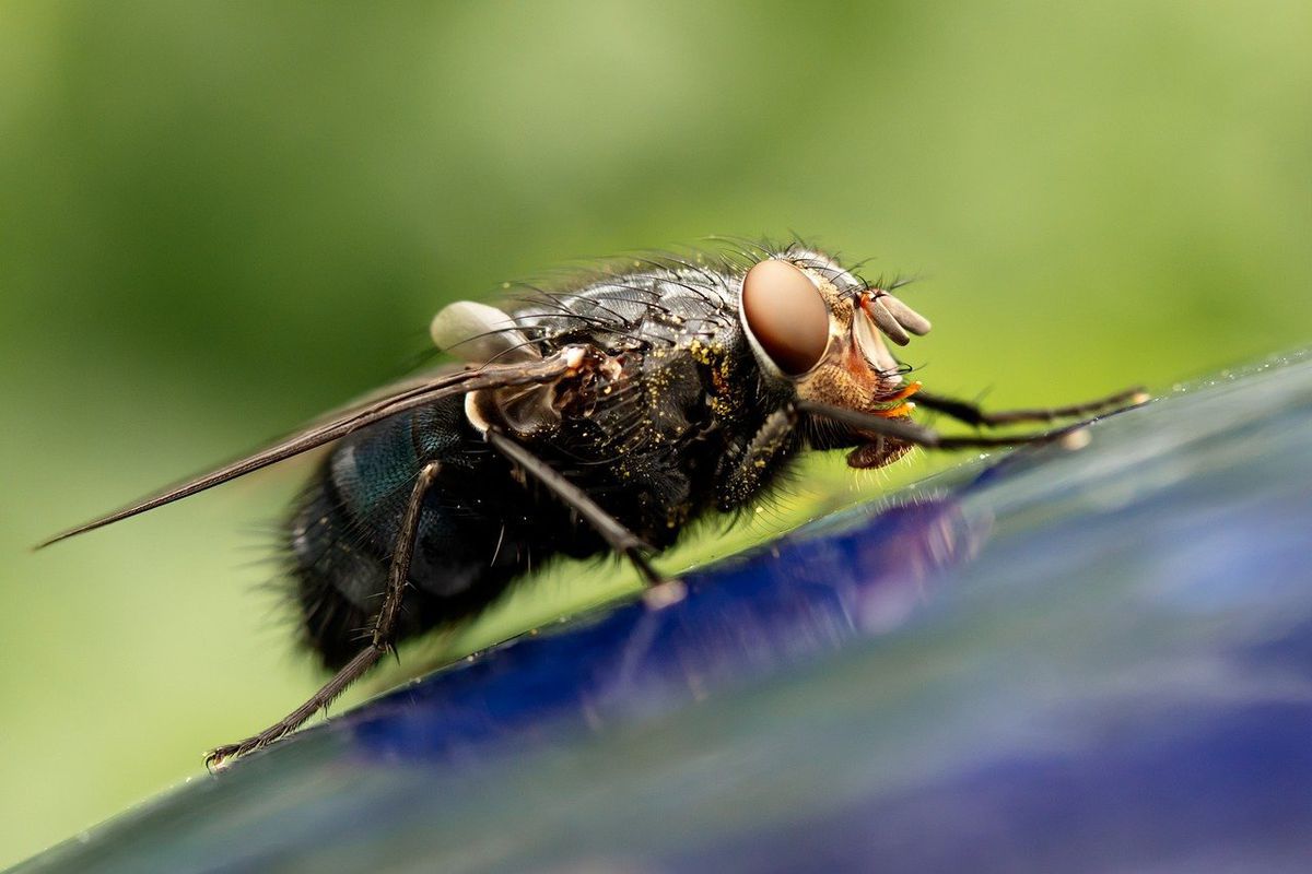 Способи, які допоможуть захиститися від мух в будинку і на дачі. Як позбутися мух.