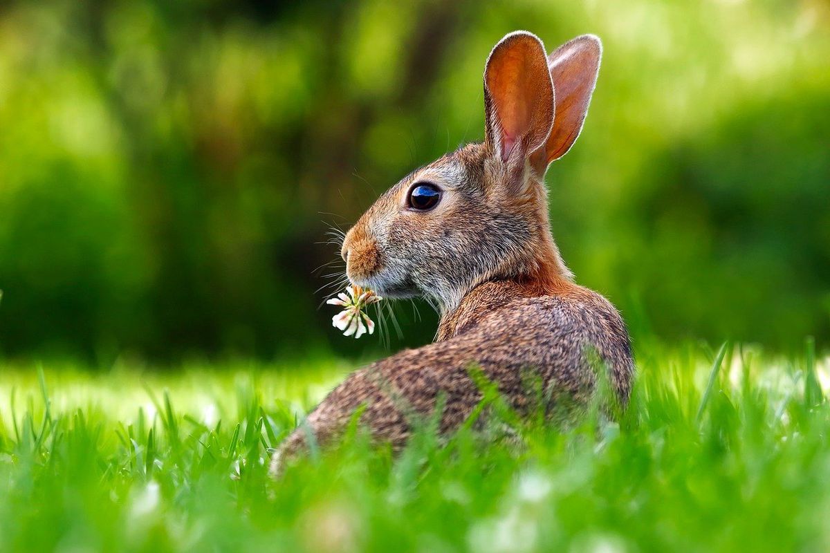 До чого в полі побачити зайця та інші повір'я про цих тварин. Прикмети про кроликів та зайців.