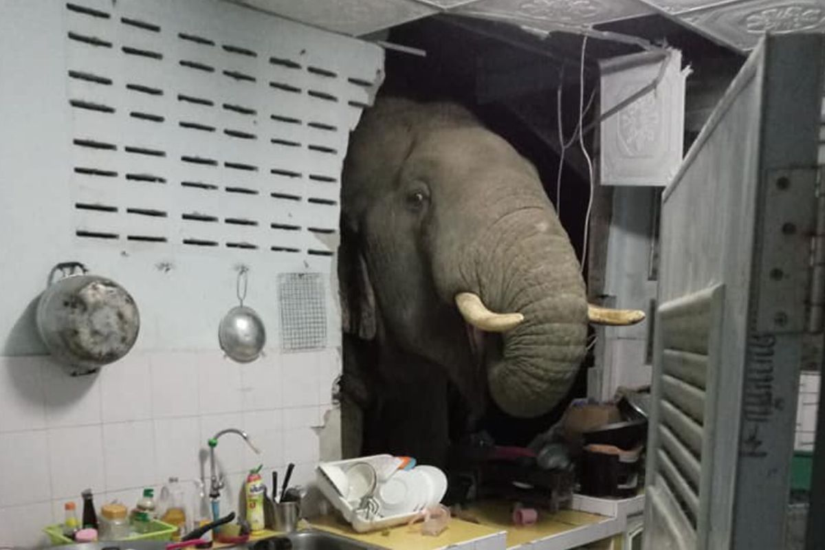 Слон проломив стіну будинку, але для чого він це зробив викликає сміх. Він вирішив роздобути собі ласощі.