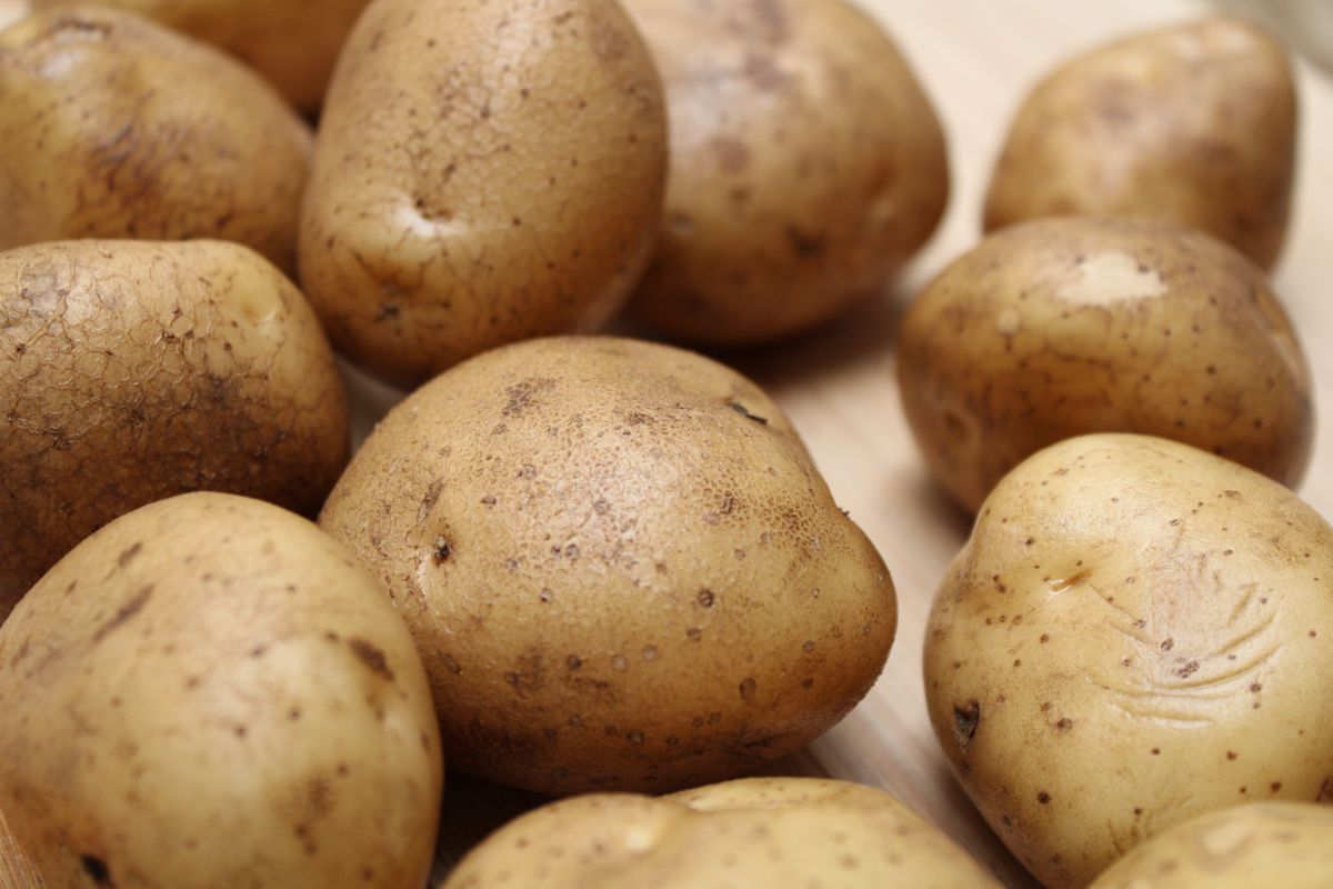 Вчені виявили, що картопля є корисною для людей, у яких підвищений артеріальний тиск. Картопля здатна сприяти зниженню артеріального тиску.