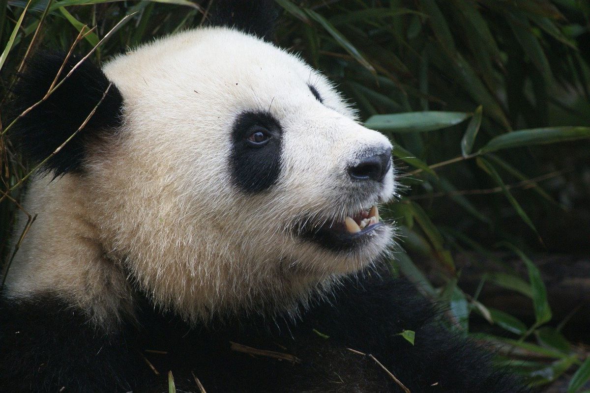 У найстарішому зоопарку Японії з'явилися на світ панди-близнята. Одне з дитинчат помістили в інкубатор, тому що мама не може піклуватися відразу про обох.