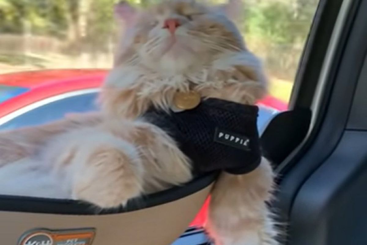 Цьому великому американському коту можна лише позаздрити — він їде і спить. Пухнастику купили гамак в машину.