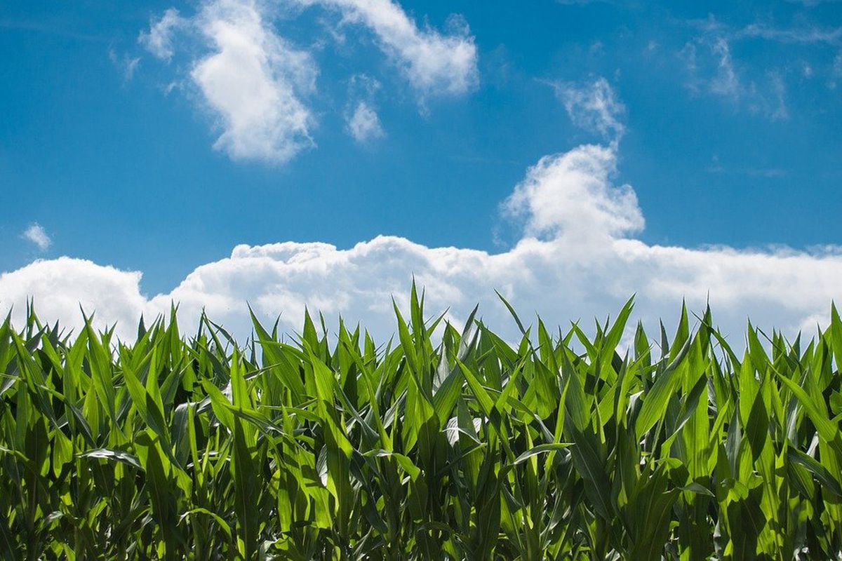 Інновації в сільському господарстві можуть знизити викиди вуглекислого газу. Нові технології дозволять скоротити вуглецевий слід на 70%.
