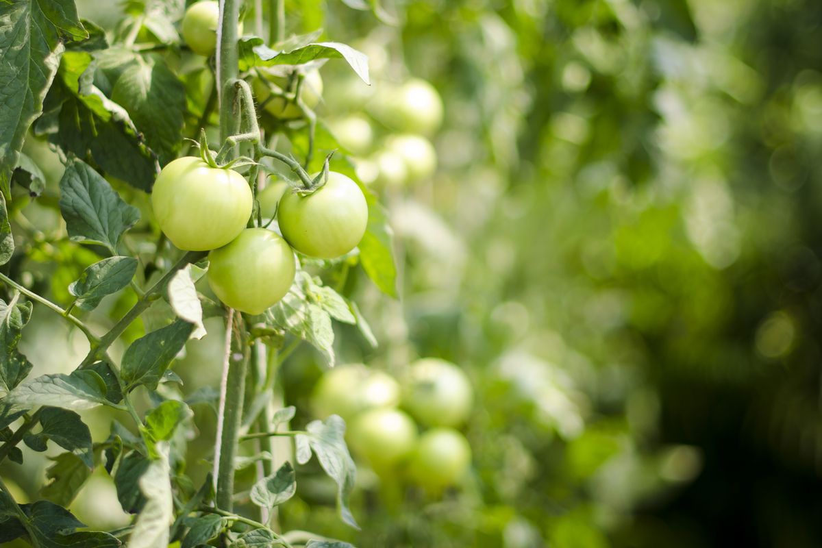 Скільки томати можуть жити без води і чи є їх полив обов'язковим. Існують певні особливості поливу томатів.