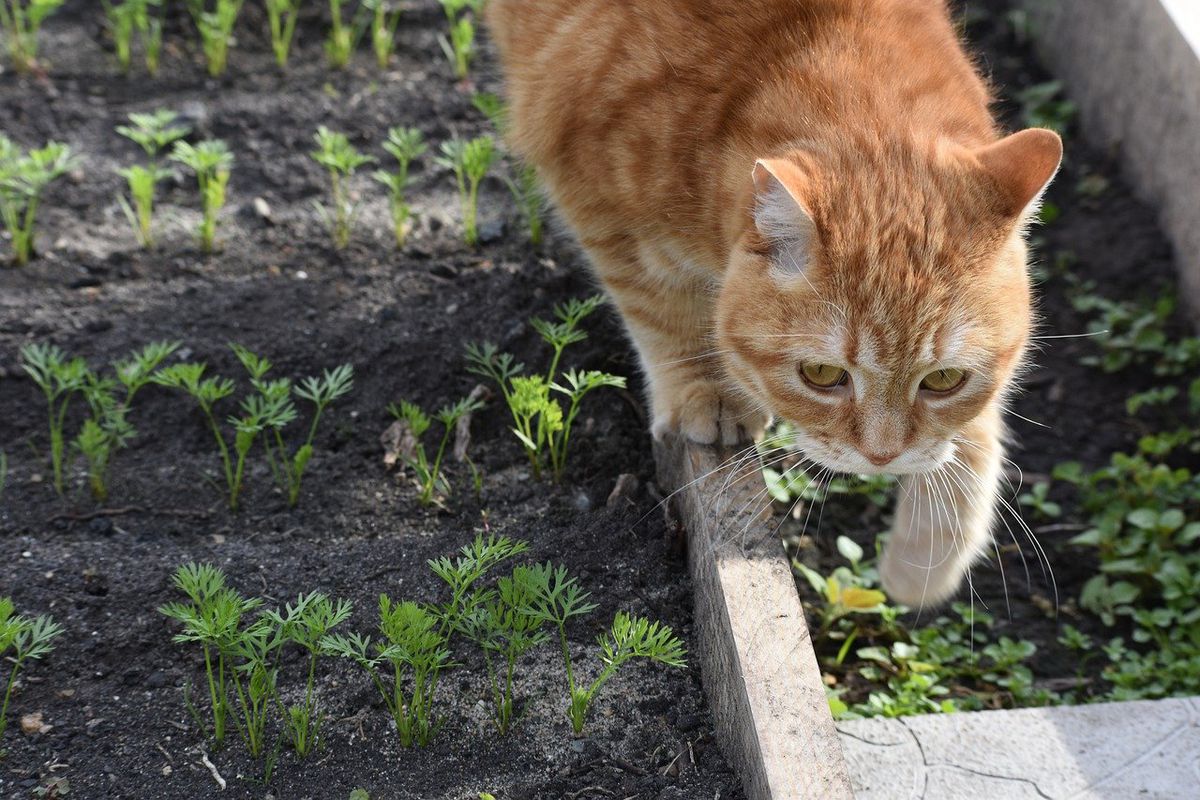 Як відвадити кішок від городніх грядок і рослин на них. Як захистити город від домашніх вихованців.