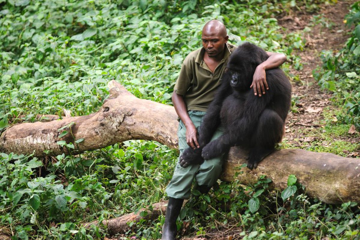Співробітник одного з парків Конго зробив селфі з горилами і став зіркою Мережі. Дві незвичайні моделі: горили, які вміють позувати.
